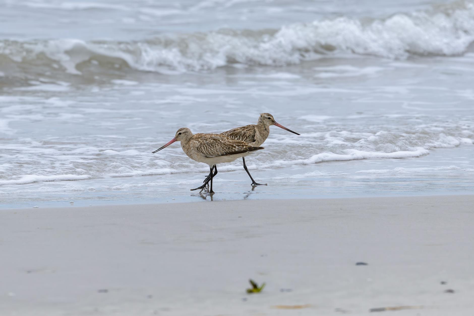 Free stock photo of bar-tailed godwit