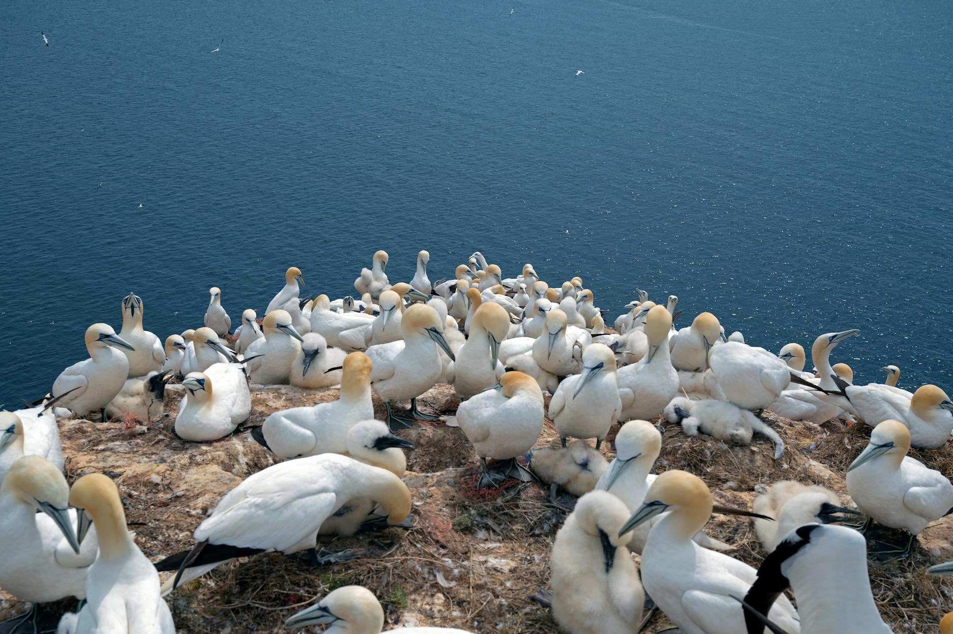 A colony of Northern Gannets nesting on the cliffside of Helgoland, Germany.