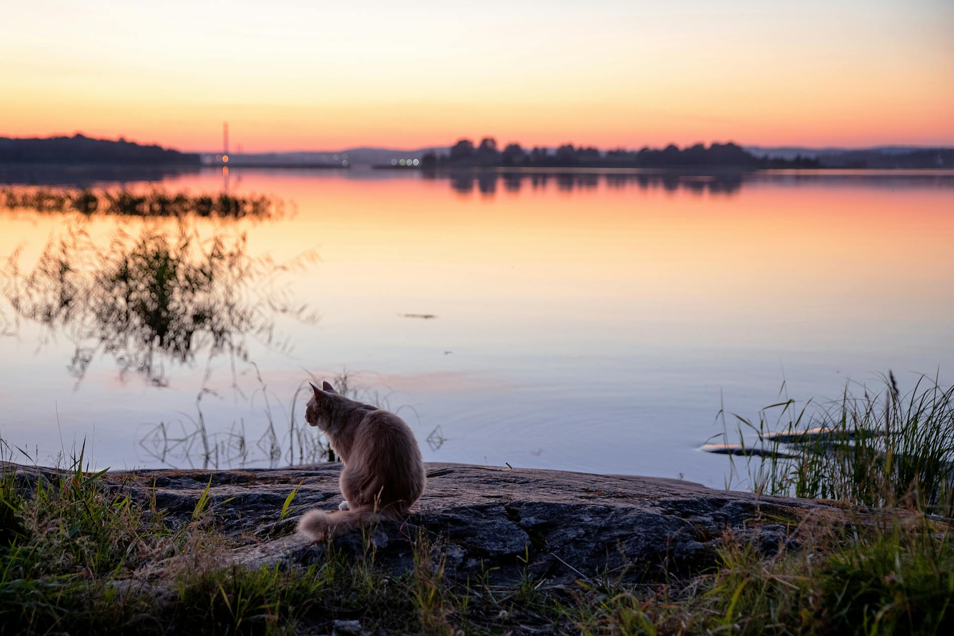 A tranquil scene of a cat sitting by a lake at sunset in Karelia, Russia.