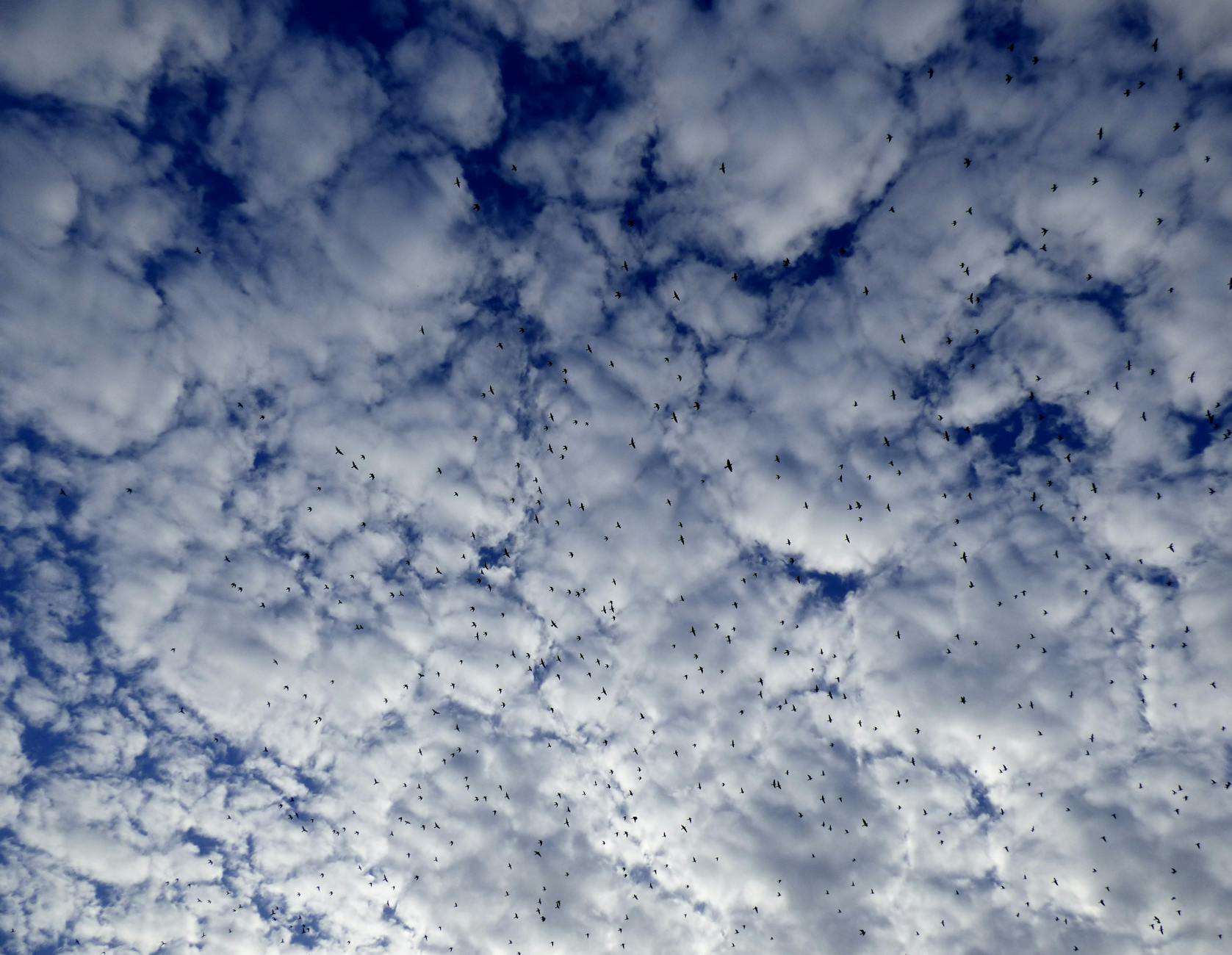A vast flock of birds flying amidst a dramatic cloudy blue sky, showcasing natural beauty and migration.